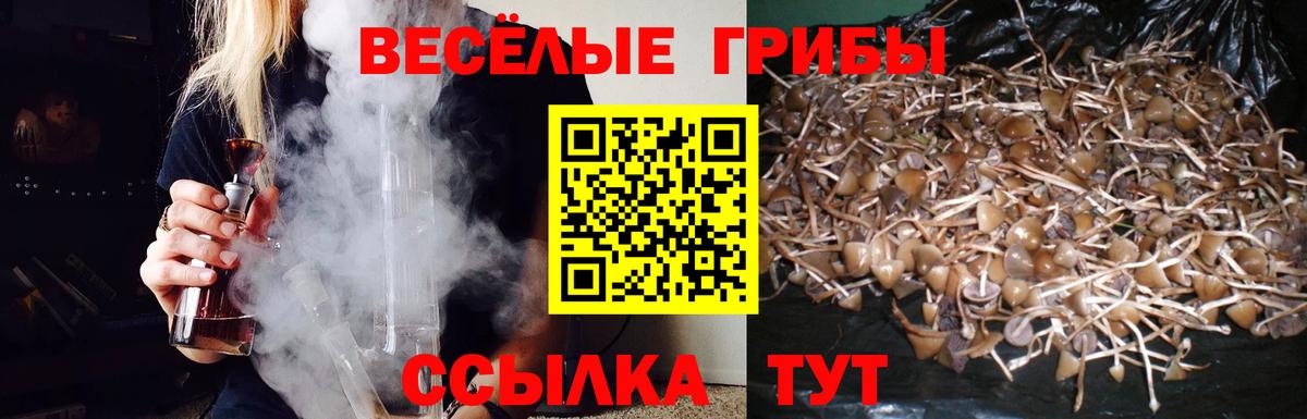 Галлюциногенные грибы Psilocybine cubensis Мурманск